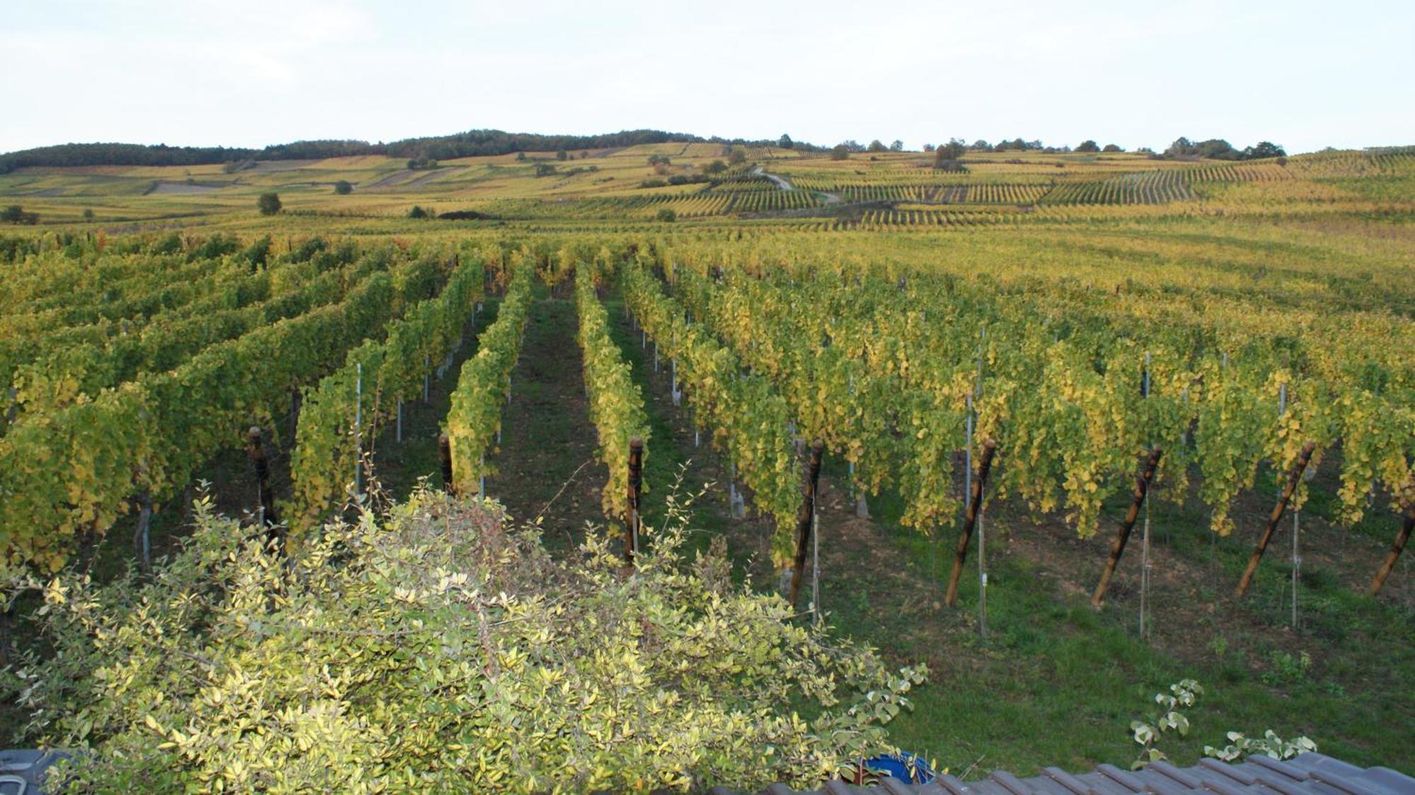 Chambre D'Hotes Le Vogelgarten Sigolsheim ภายนอก รูปภาพ
